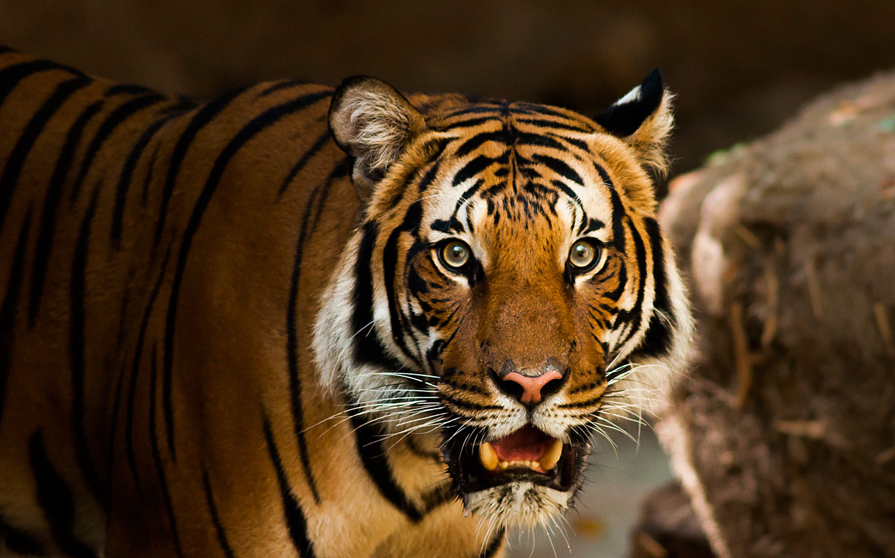 bengal tiger travel