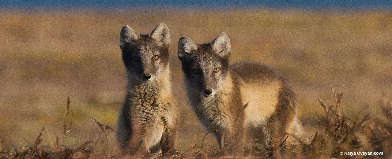 Arctic_TOTW_foxes