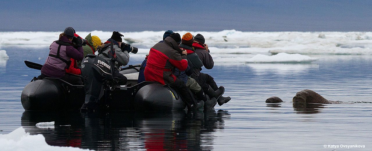 Arctic_TOTW_shooting_walrus