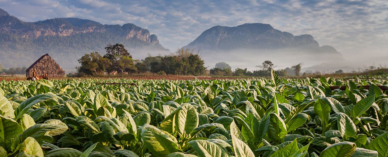 Cuba_Vineales_Tobacco-Field-and-plantation