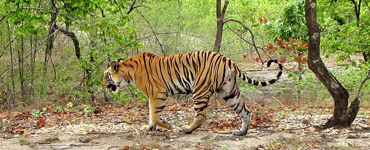 Tigers of India Bengal Tiger