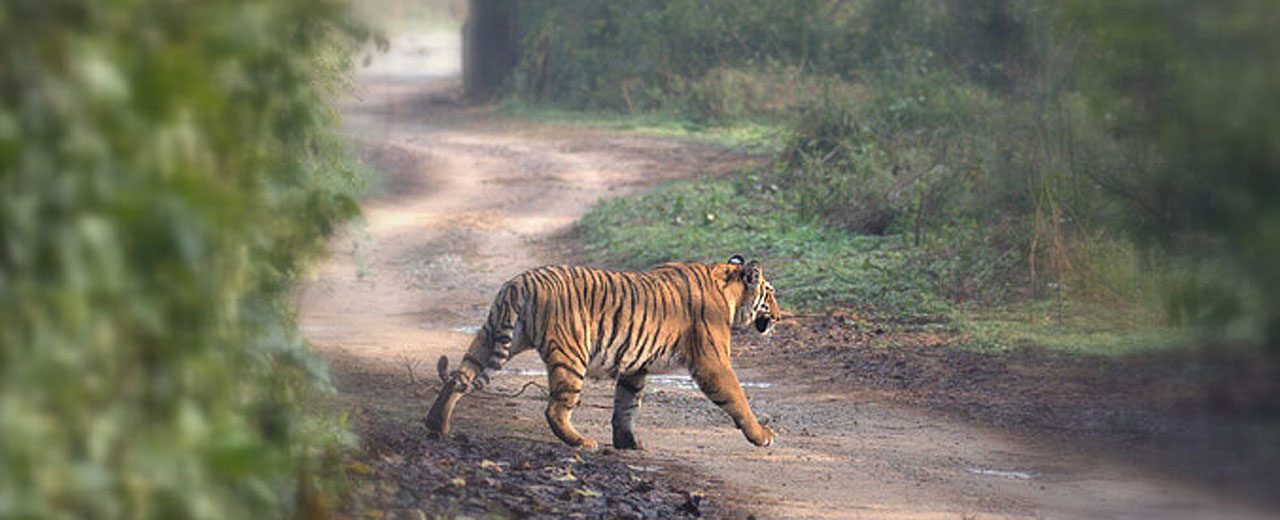 Tigers of India Bengal Tiger